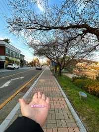 🇰🇷清州✈️無心川櫻花路무심천벚꽃길🌸