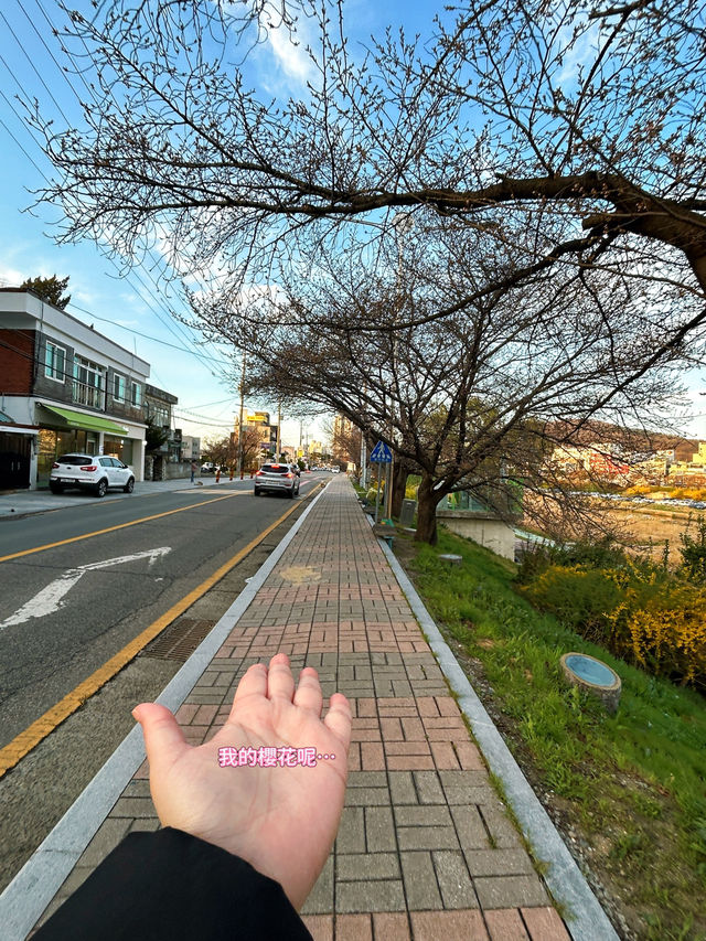 🇰🇷清州✈️無心川櫻花路무심천벚꽃길🌸