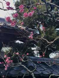 🌸雪解け間近の北鎌倉で、東慶寺の春を呼ぶ梅巡り ＆ まろやか甘酒でほっこり