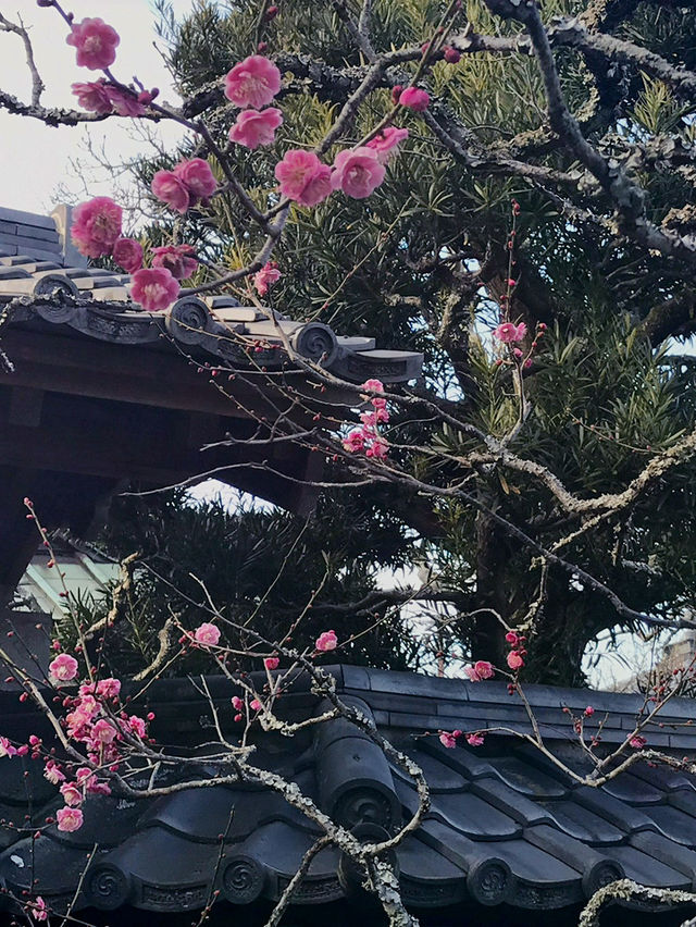 🌸雪解け間近の北鎌倉で、東慶寺の春を呼ぶ梅巡り ＆ まろやか甘酒でほっこり