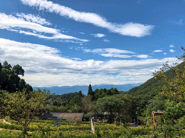 竹子湖故鄉金針花農園