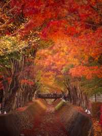 ชมใบเมเปิ้ลสีแดงสุดสวยที่อุโมงค์เมเปิ้ลคาวากุจิโกะ