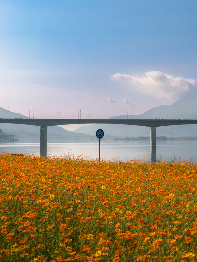 한강 따라 이어진 황화코스모스 🧡