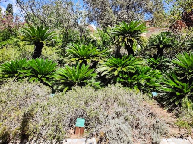 巴塞隆納 | Jardi Botanic Historic，城市裡的秘境小花園