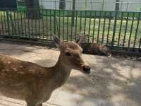 奈良公園
