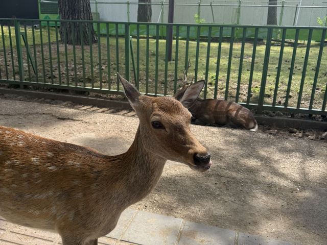 奈良公園