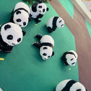 Panda Up Close🐼 & Celebratory Mid-Autumn Lantern Festival 