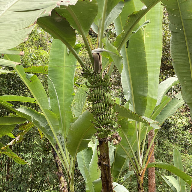 Taiping Bamboo Resort, Perak 🇲🇾 Taiping Bamboo Resort, Perak 🇲🇾