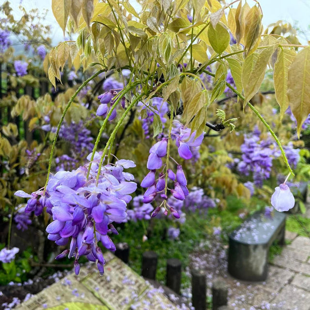🌋🌸 Yangmingshan – Taipei’s Mountain Escape 🌳✨ 🌋🌸 Yangmingshan – Taipei’s Mountain Escape 🌳✨