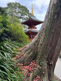 Katsuo Ji Wonders🍃