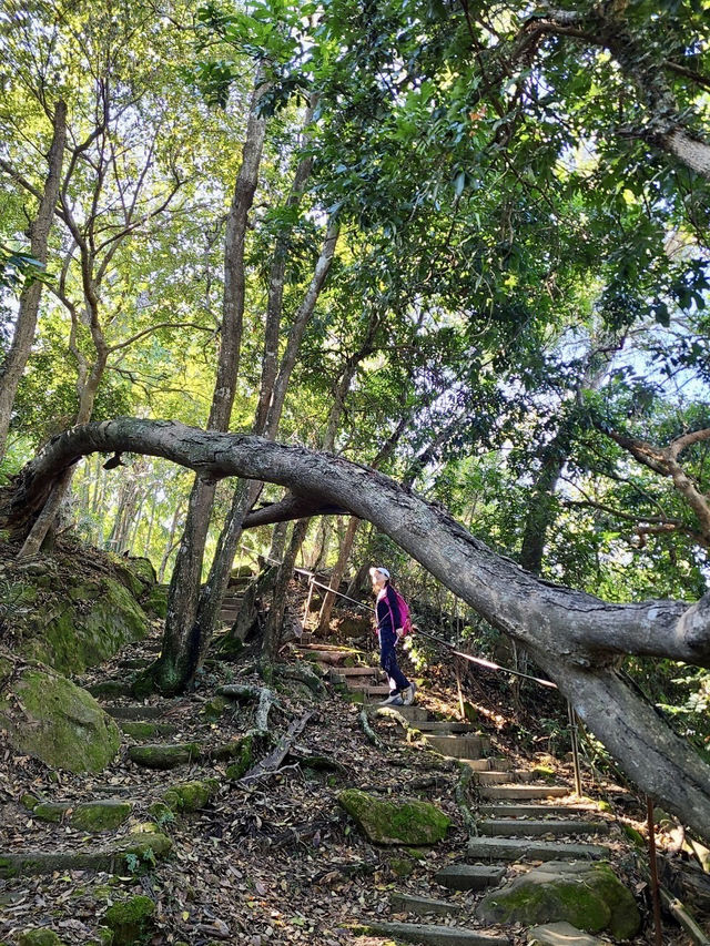 靜謐山林裡的大佛手——南觀音山步道小旅行