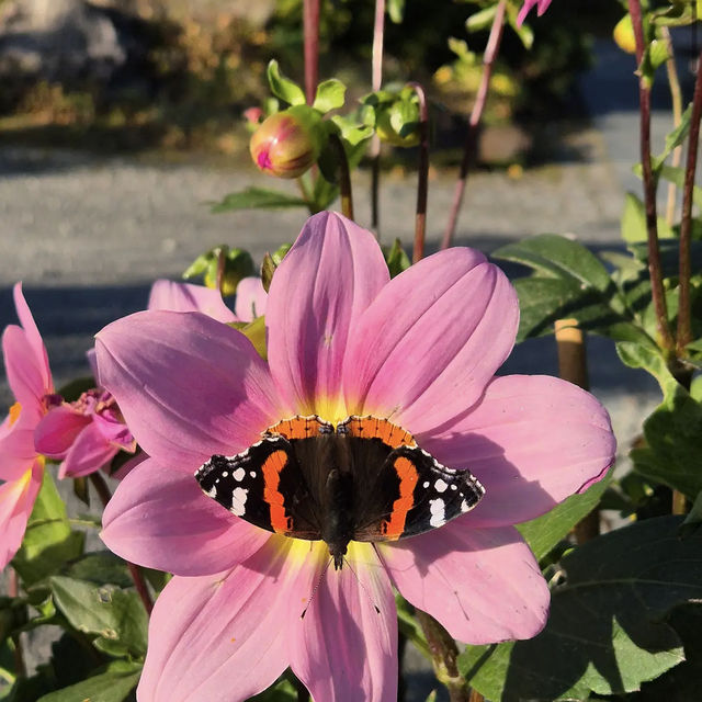 Arctic–Alpine Botanic Garden