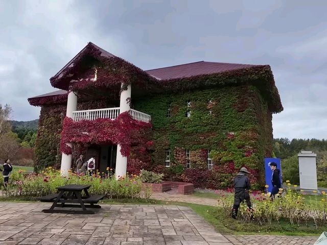 北海道秘境✨由仁花園3.2萬株地膚草鋪成秋日絨毯