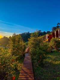 ผาปู่จอม แม่แตง เเชียงใหม