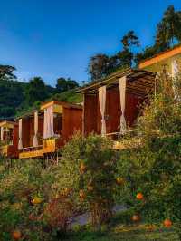 ผาปู่จอม แม่แตง เเชียงใหม