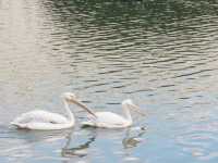 Eco-Adventure in the City: Cycling and Exploring the Wetland Trails