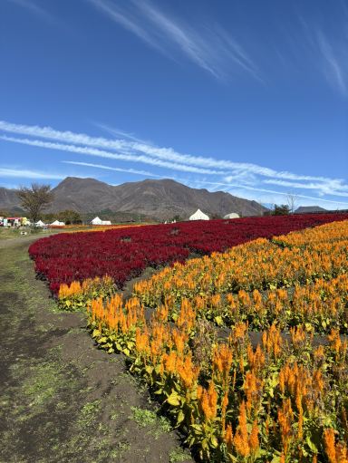 大分県・九重町】九州でも北海道のような花畑景色が見れる！ | Trip