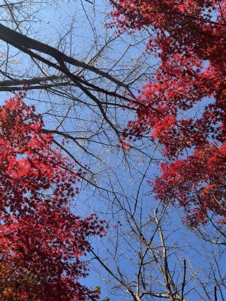【가나가와 · 가을의 절경】 단자와의 산과 모미지가 아름답다! 진노도가와 공원의 단풍 산책