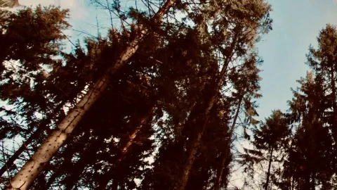 USA Connecticut Mount Riga Mossy Connecticut Lakes Forest Traileasytravelpost — traveler post in Canton