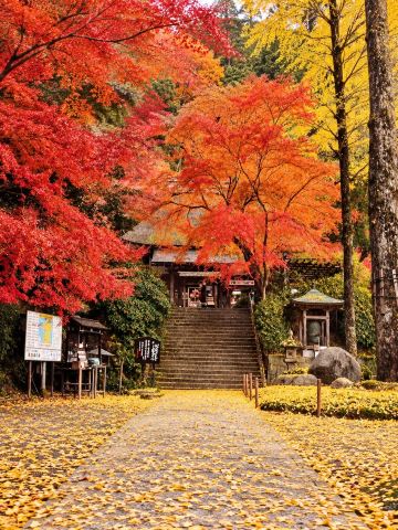 2026 Kyushu Autumn Foliage Guide: 8 Must-Visit Spots for Stunning Red Leaves