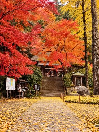 🍁2026 Kyushu Autumn Foliage Viewing | 8 Must-Visit Spots