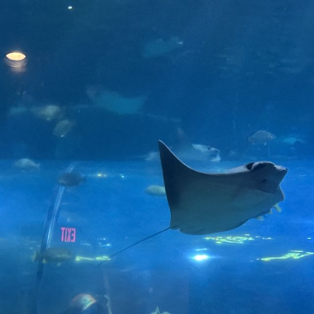 The best Audubon Aquarium in America 