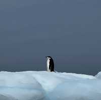 Antarctica, South Georgia, Falkland 