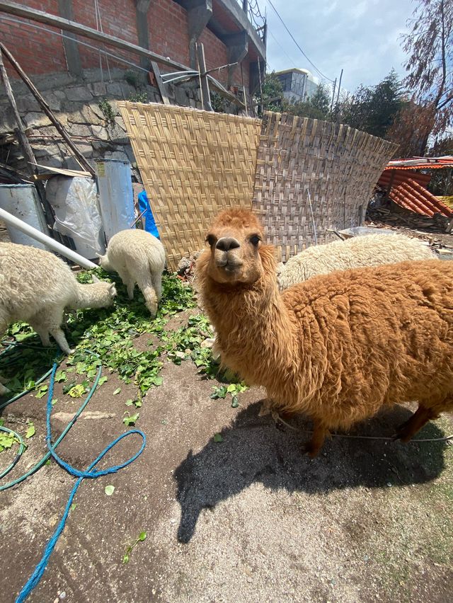 티티카카 호텔 추천❤️