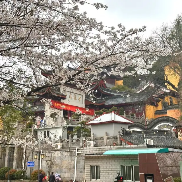 Cherry Blossoms in Nanjing