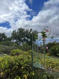 Discover the Serenity of Ali‘i Kula Lavender Farm – Maui’s Hidden Gem