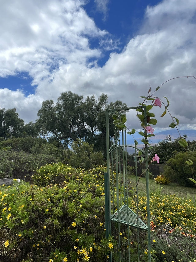 Discover the Serenity of Ali‘i Kula Lavender Farm – Maui’s Hidden Gem