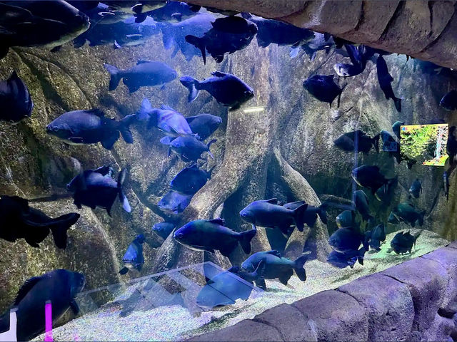 The Shore Oceanarium 