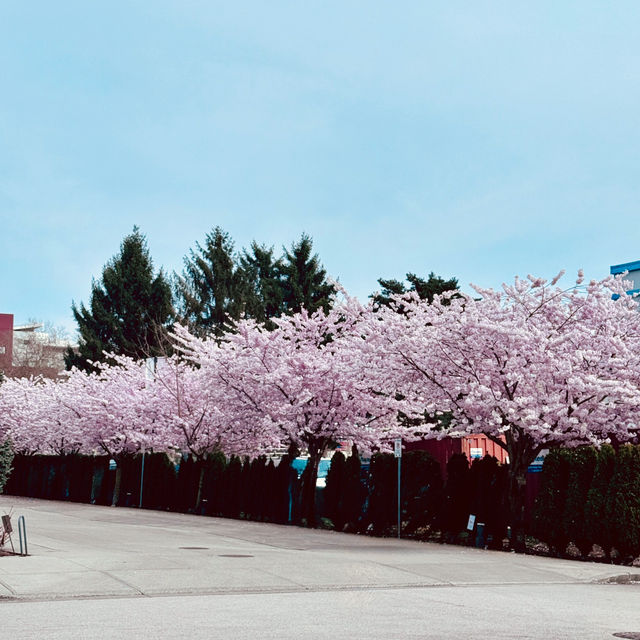 温哥華列治文市區的櫻花🌸