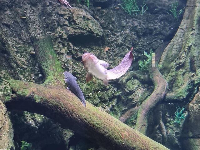 Must Visit: Cairns Aquarium 🇦🇺