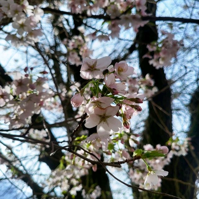 曼城的心臟~ Piccadilly Gardens