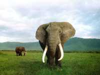 5 Days Safari - Tarangire National Park