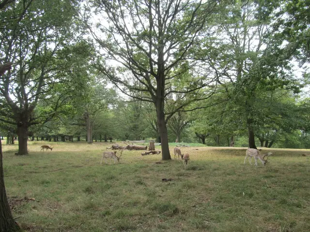 Richmond Park's Natural Majesty