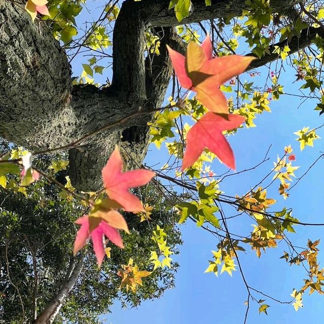 🌸台北中山公園🌺環境清幽的城巿綠洲🌳