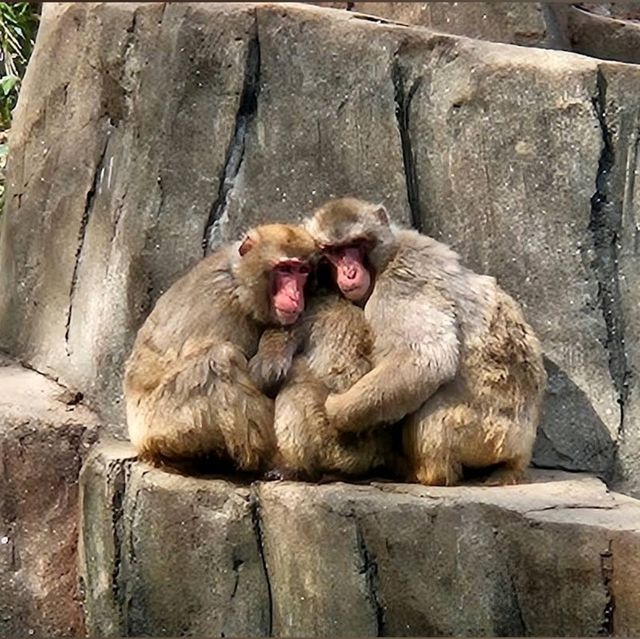 🦒福岡市動植物園🐆歷史悠久的巿中心動物園🐻