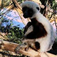 Lemurs in Antananarivo oh oh!!