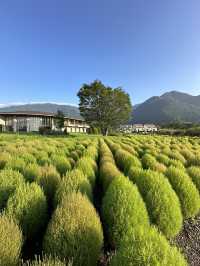 【東京富士山之旅，大石公園日出旅遊記！花海和富士山！】