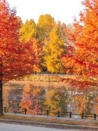 담양 관방제림 🍁
