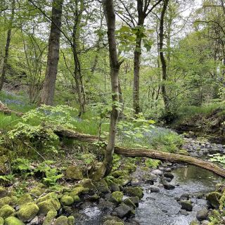 A bluebell walk