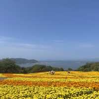 Nokonoshima island 💗
