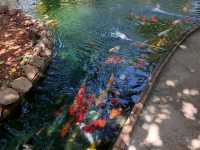 คาเฟ่สวนปลาคาร์ฟและวิวหุบเขา