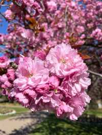 🌸 Springtime Magic at Greenwich Park
