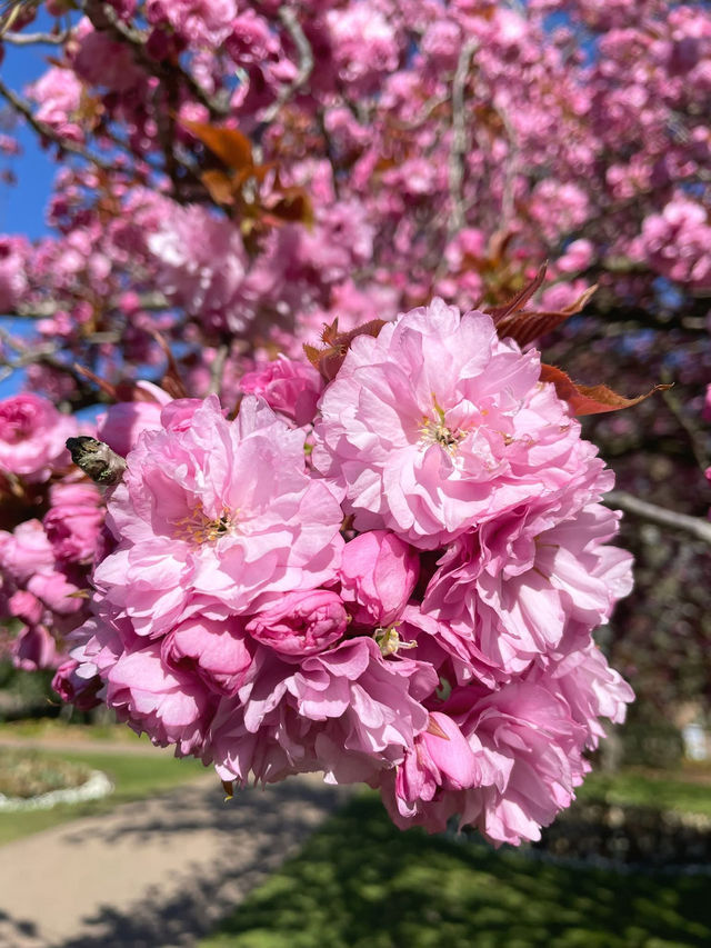 🌸 Springtime Magic at Greenwich Park