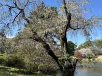 [Japan 2025 ] Yoyogi Koen April 2025