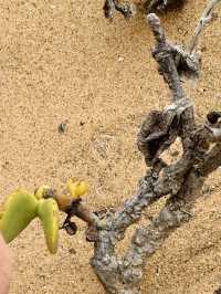 The Secret Life in the Desert — Living Desert Tour in Namibia 🏜️