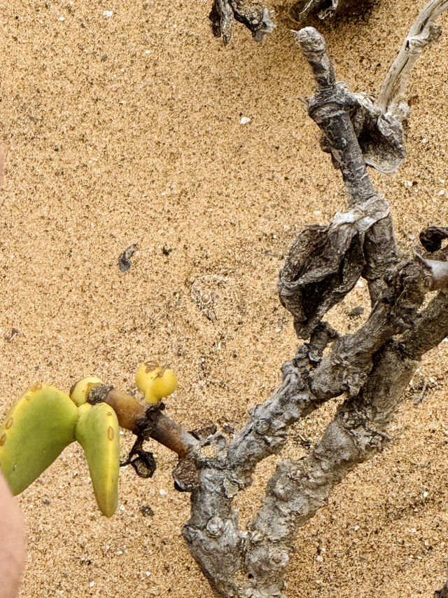 The Secret Life in the Desert — Living Desert Tour in Namibia 🏜️